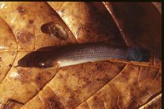 Anablepsoides hartii