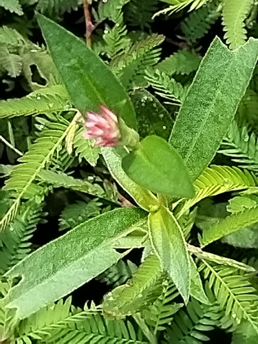 Image of Gomphrena sonorae by no rights reserved
