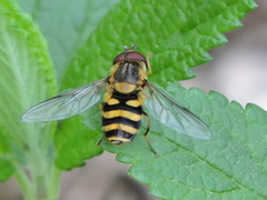 Syrphus knabi
