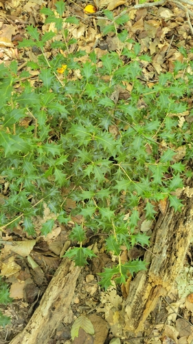 Osmanthus heterophyllus