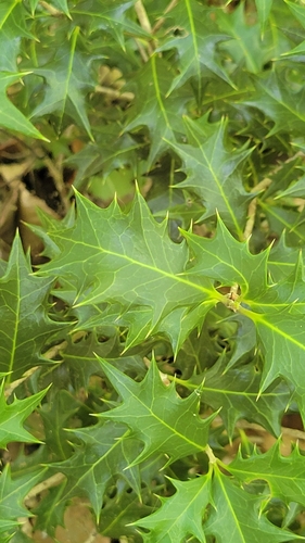 Osmanthus heterophyllus