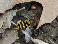 Syrphus knabi