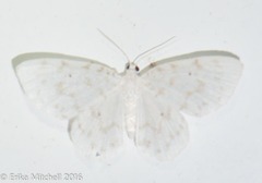 Hydrelia albifera