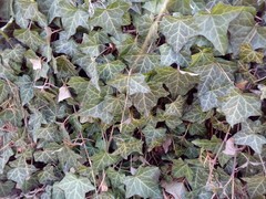 Hedera helix