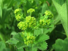 Alchemilla sibirica