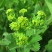 Alchemilla sibirica - Photo (c) Lola Smirnova, some rights reserved (CC BY-NC), uploaded by Lola Smirnova