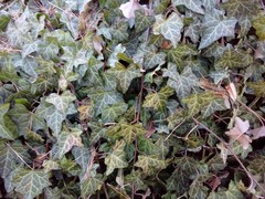 Hedera helix