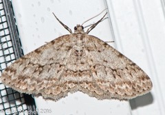 Ectropis crepuscularia