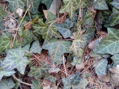 Hedera helix