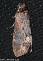 Dasylophia thyatiroides