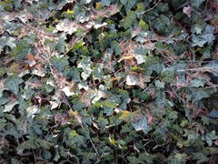 Hedera helix