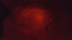 Lepidochelys olivacea