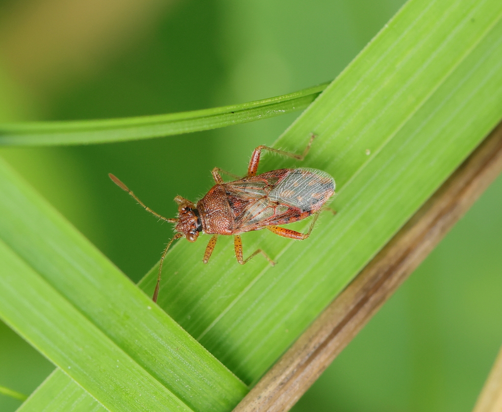 transparent rhopalid from Gonfreville-l'Orcher, France on September 18 ...