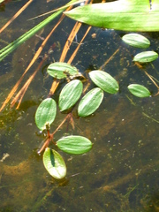 Potamogeton diversifolius