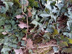 Hedera helix
