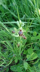 Ophrys umbilicata flavomarginata