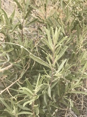 Atriplex canescens laciniata