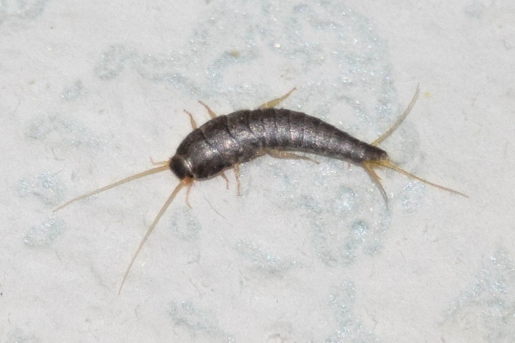 Lepisma