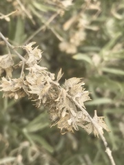 Atriplex canescens laciniata