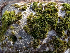 Orthotrichum diaphanum