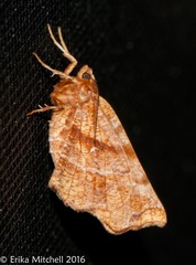 Selenia alciphearia