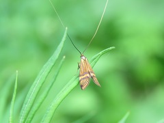 Nemophora amatella