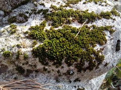 Orthotrichum diaphanum