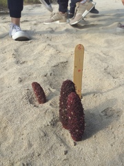 Cynomorium coccineum