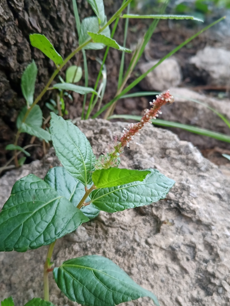 shrubby copperleaf from 31858 Chih., México on August 27, 2023 at 0219