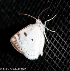 Lomographa semiclarata