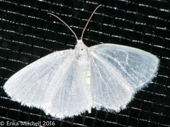 Lomographa vestaliata