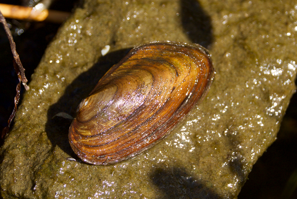 Eastern Elliptio