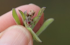 Gamochaeta stagnalis