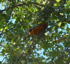 Icterus pustulatus