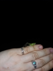 Subria