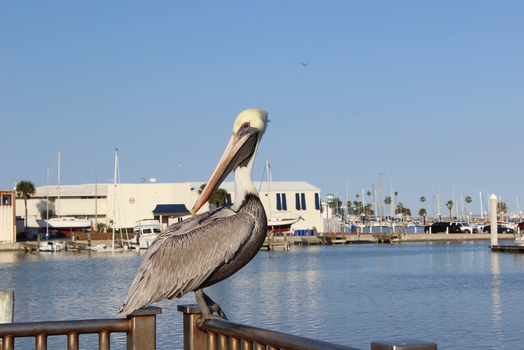 Brown pelican from corpus christi municipal a2 marina corpus christi