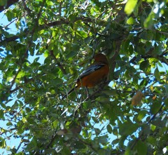 Icterus pustulatus