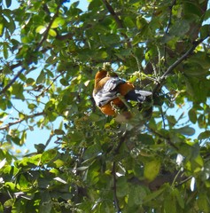 Icterus pustulatus