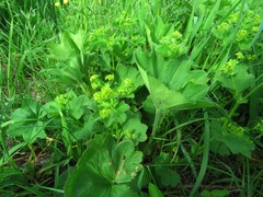 Alchemilla sibirica