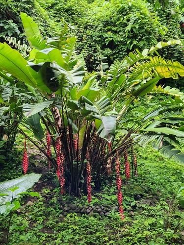 Heliconia curtispatha, photograph 1