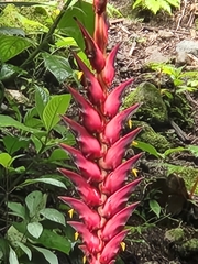 Heliconia curtispatha, photograph (c) Jo Roberts, some rights reserved (CC BY)