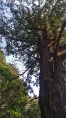 Cryptomeria japonica