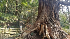 Cryptomeria japonica