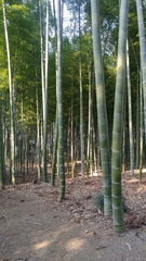 Phyllostachys edulis
