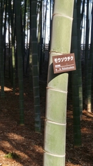 Phyllostachys edulis