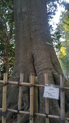 Quercus myrsinifolia