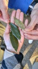 Quercus myrsinifolia