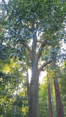 Quercus myrsinifolia
