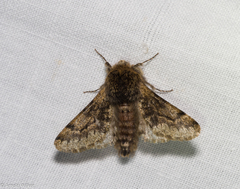 Apocheima hispidaria