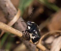 Tritomegas bicolor
